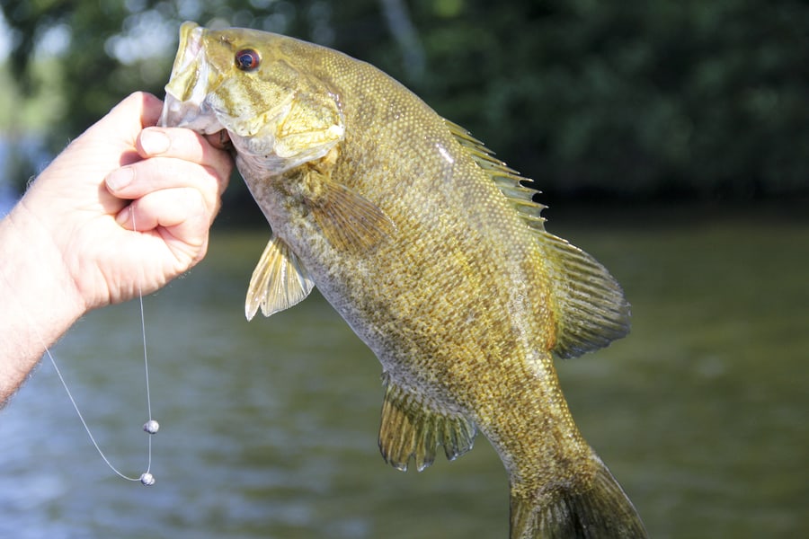 smallmouth bass