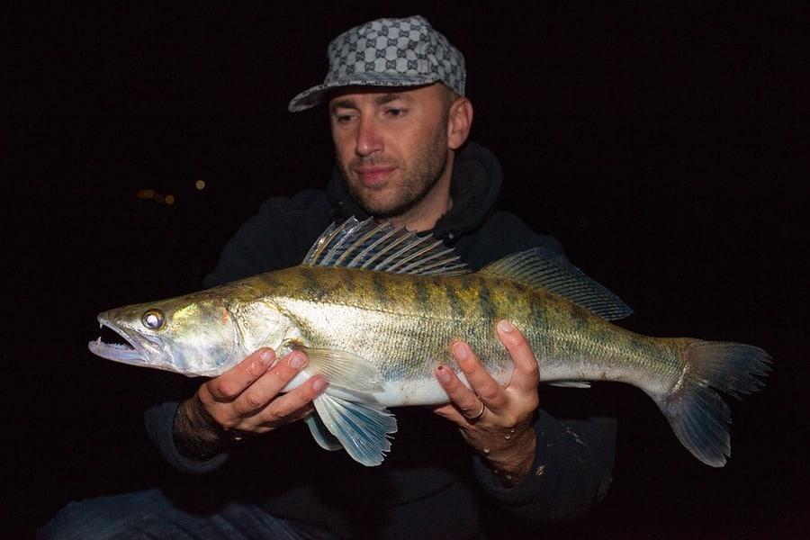 walleye at night