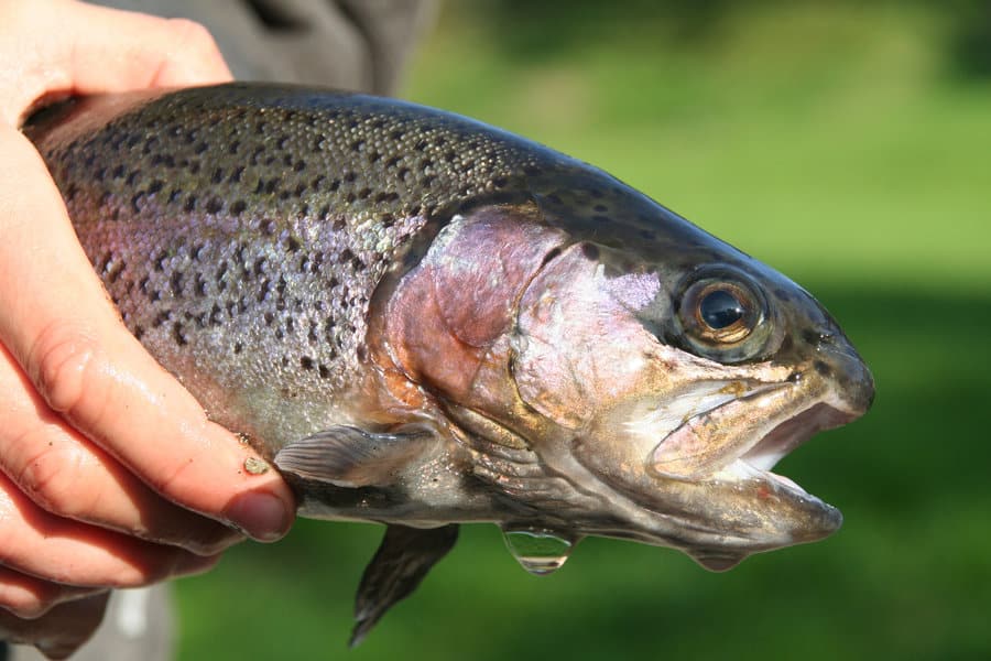 trout caught