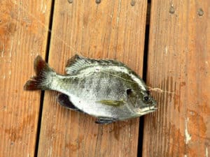 beginner fishing tips bluegills