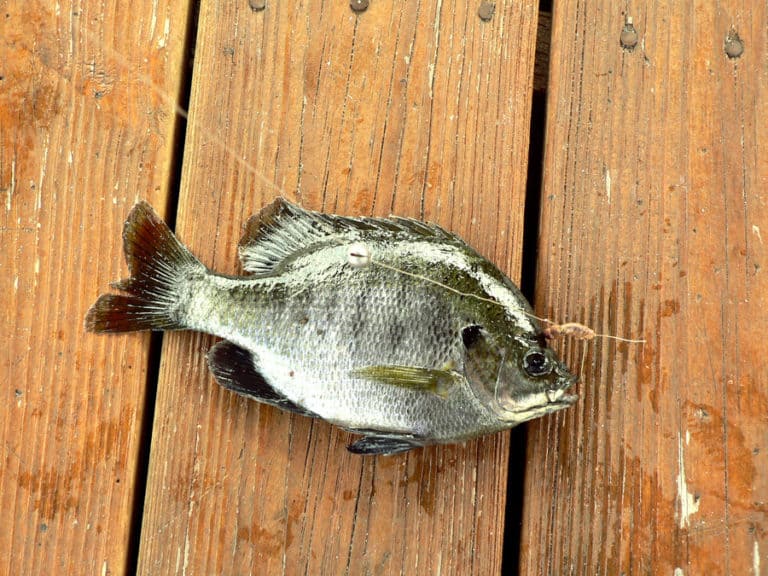 Are Bluegills Dangerous to People? Stop the Misinformation