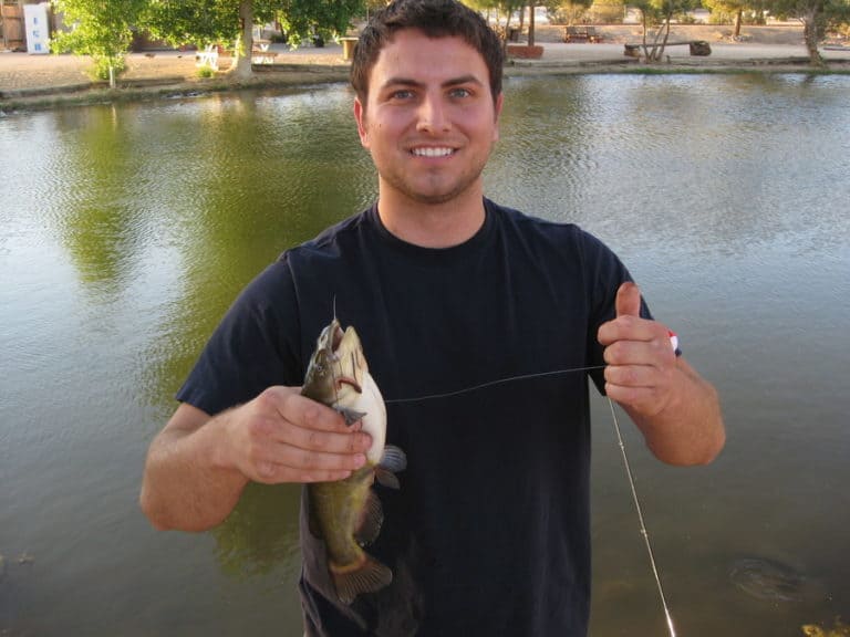 Best Time of Day to Catch Bullheads (All Seasons Evaluated)