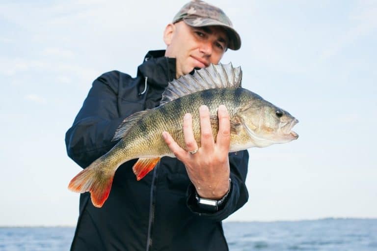 How to Catch Perch from Shore (Bank Fishing Guide)