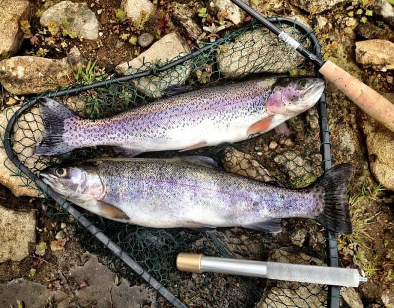 Best Water Temperatures for Rainbow Trout Fishing (Guide)