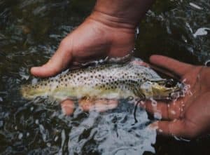 trout in hand