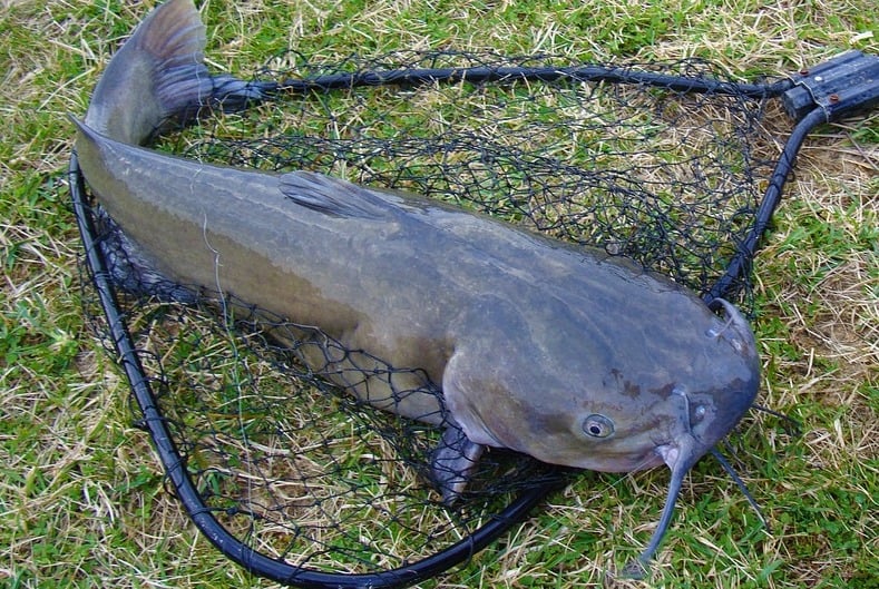 catfish caught