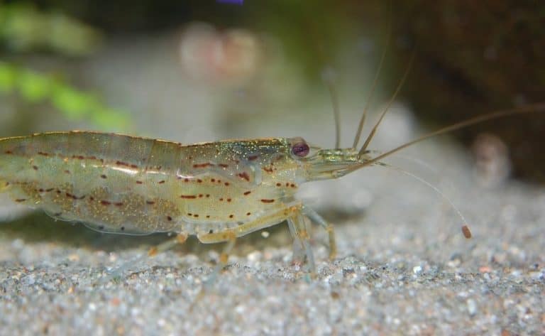 Shrimp as Freshwater Bait (Complete Guide)