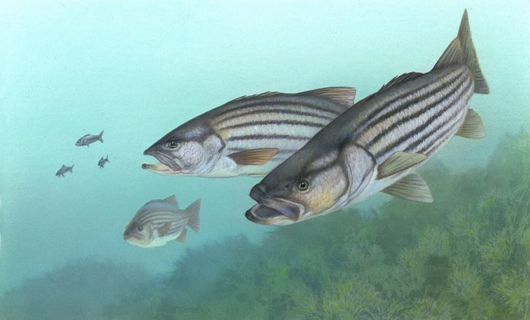 How Weather Conditions Impact Striped Bass Fishing (Guide)