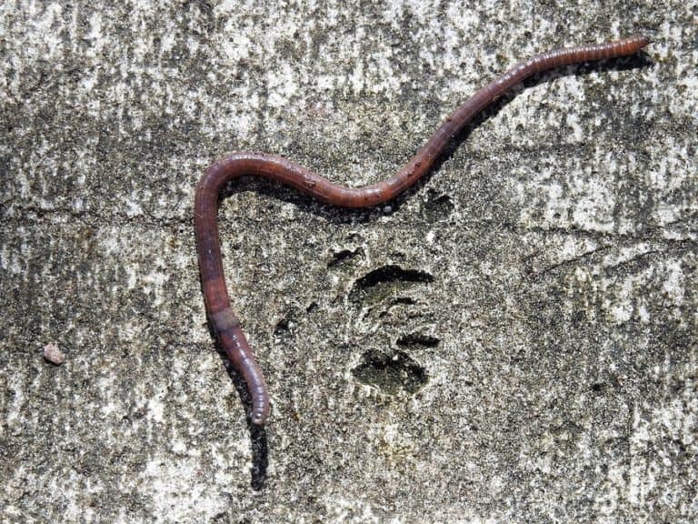 Worms as Catfish Bait (Nightcrawlers, Worms, Wigglers)