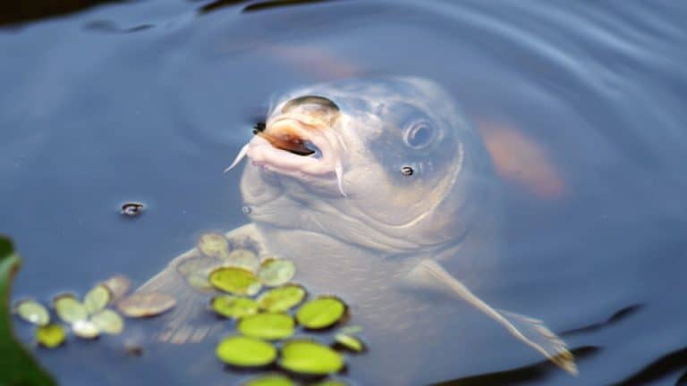 Best Water Temperatures for Carp Fishing (Complete Guide)