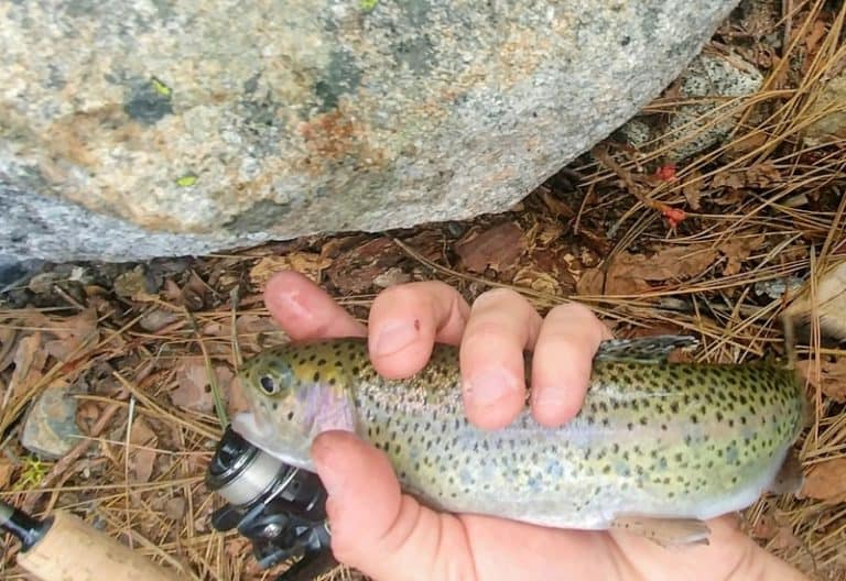 How to Catch Trout with Spinning Tackle (Complete Guide)