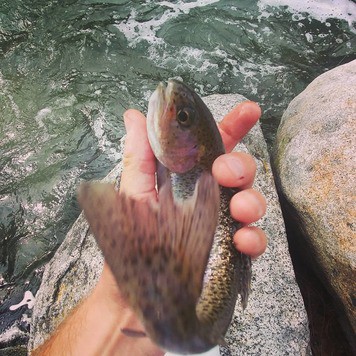 spinning gear trout
