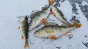 dead perch on ice