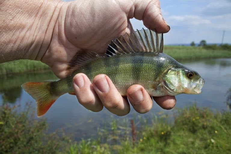 Best Time of Day to Catch Yellow Perch: Complete Guide