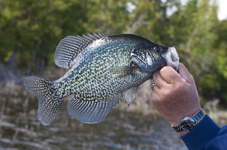 Best Time of Day to Catch Crappie (All Seasons Evaluated)