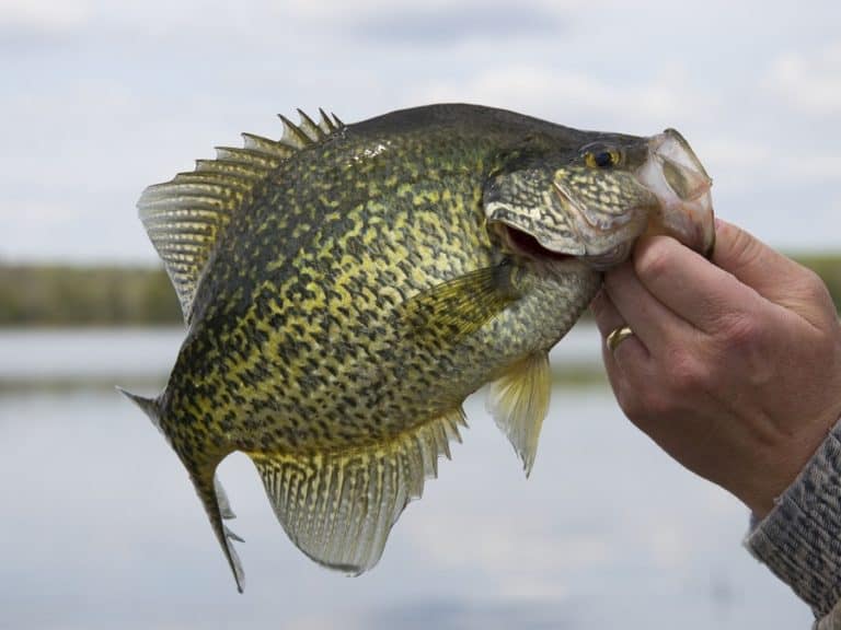 Best Water Temperatures for Crappie Fishing (Complete Guide)
