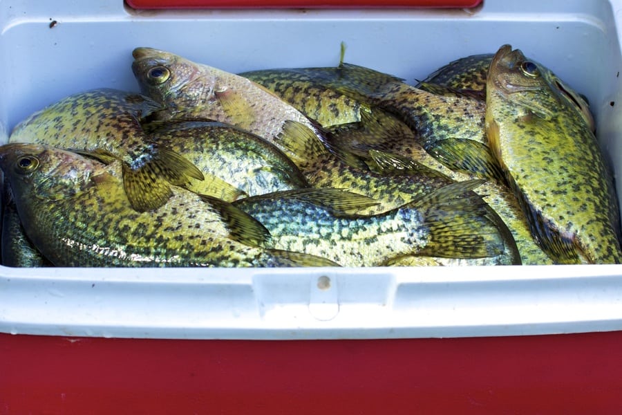 cooler full of crappie