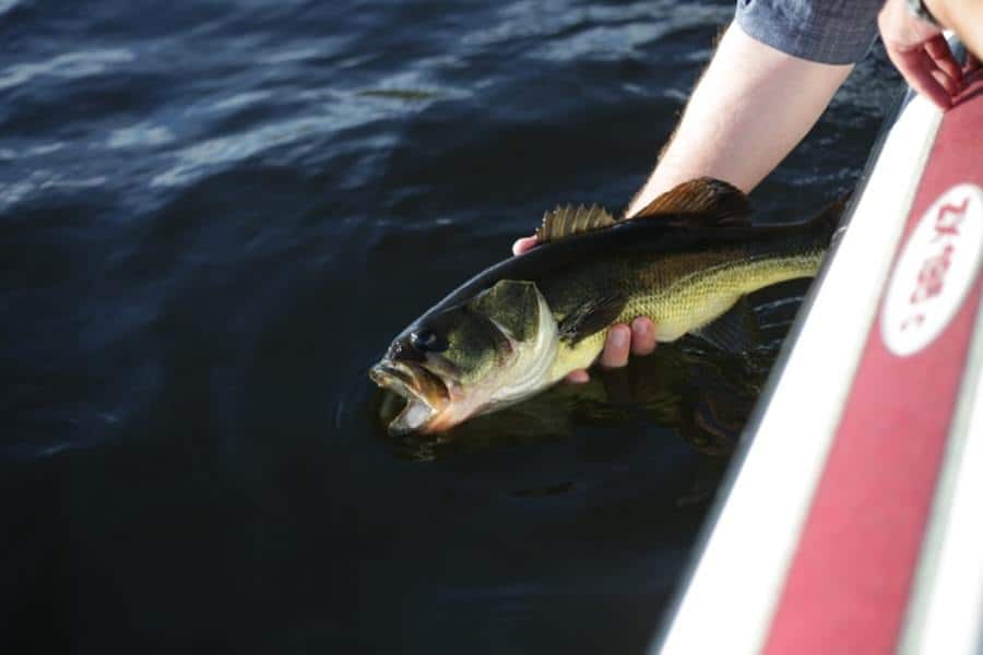 45 Proven Big Bass Fishing Tips for Ponds