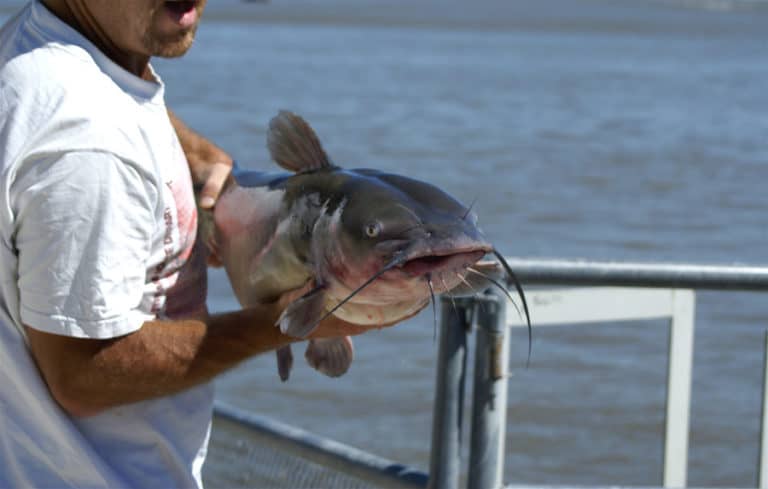 Water Clarity for Day & Night Catfish Fishing (Full Guide)