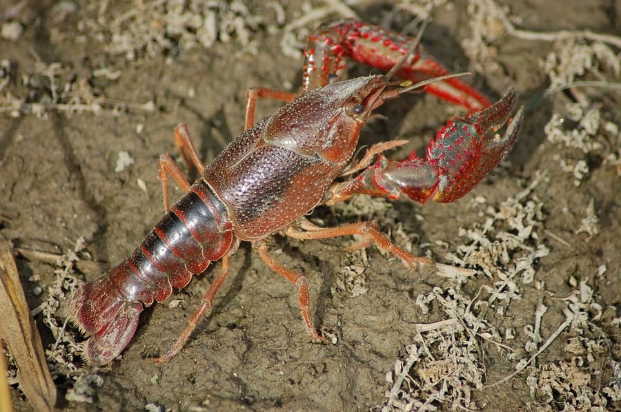 crayfish crawling across mud