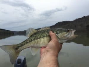 Best Colors for Bass Lures (Every Season, Bait-Type, etc