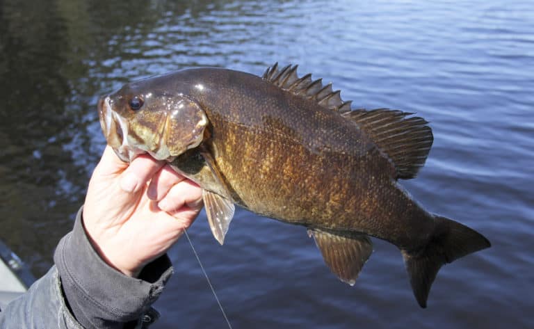 (Ultimate Guide) 39 Best Tips to Catch Big Smallmouth Bass - Freshwater Fishing Advice