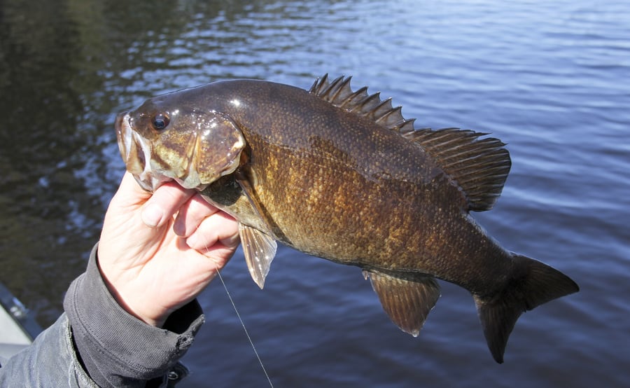 smallmouth bass caught