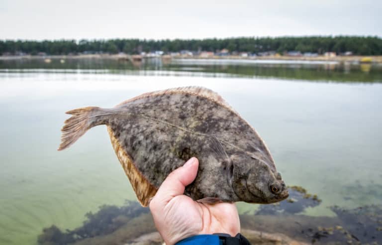 Best Time of Day to Catch Flounder (Inshore & Offshore)