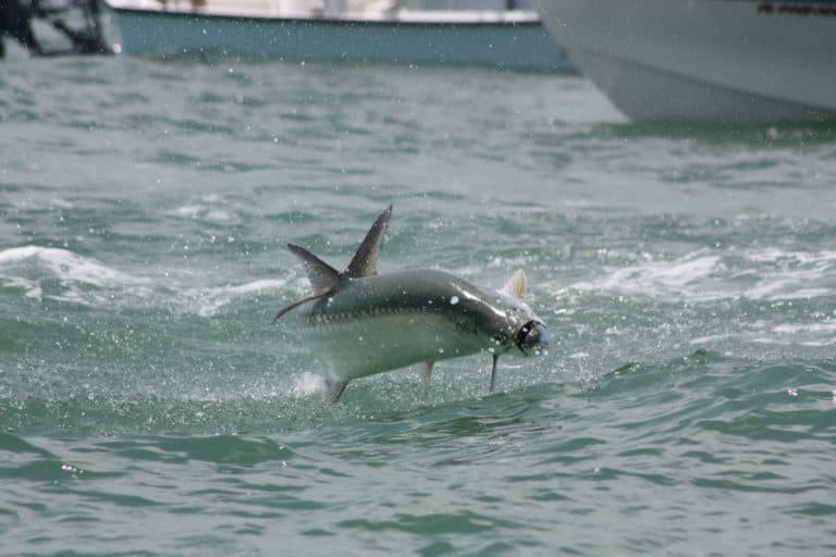 Best Time & Tide to Catch Big Tarpon