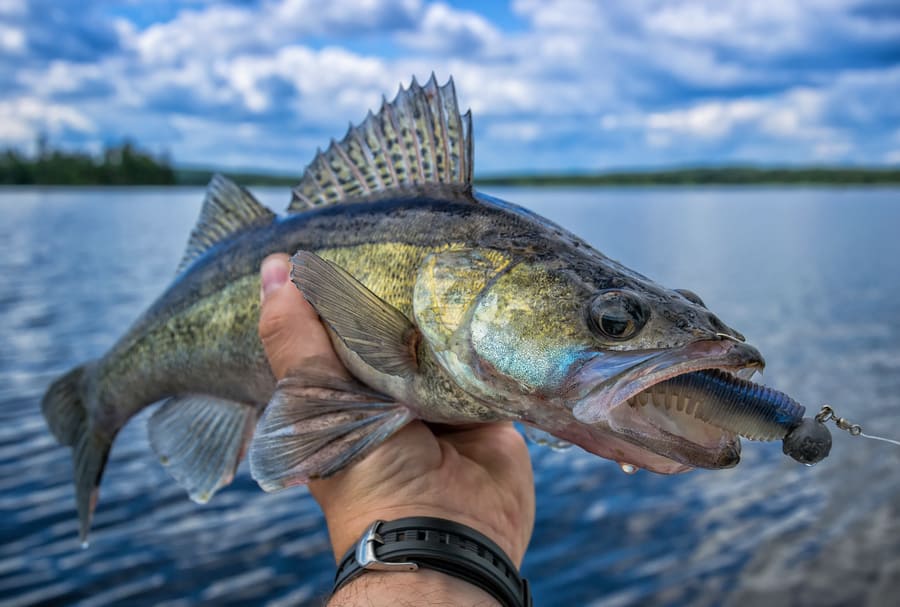 how to catch walleye emerald lake fishing planet