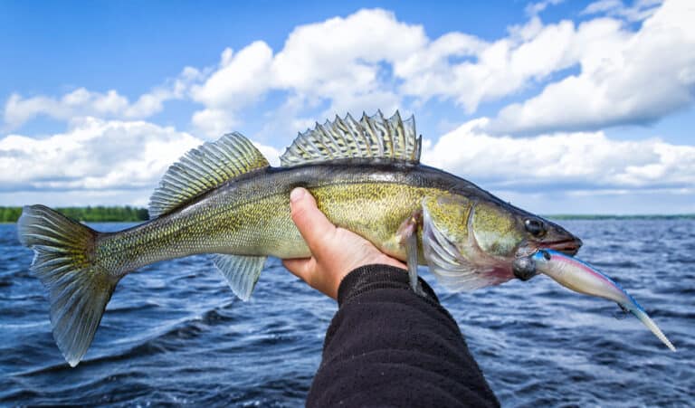 Best Water Temperatures for Walleye Fishing (All Seasons)