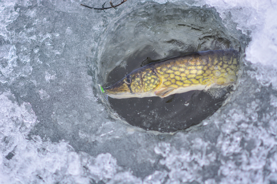 pickerel ice fishing