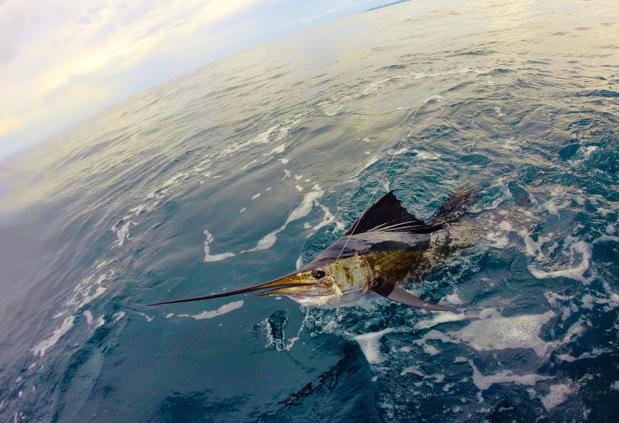 Sailfish caught by angler