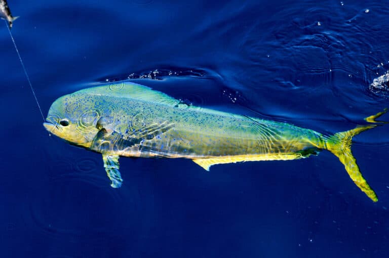 Do You Need to Know Spanish to Fish in Cabo San Lucas?