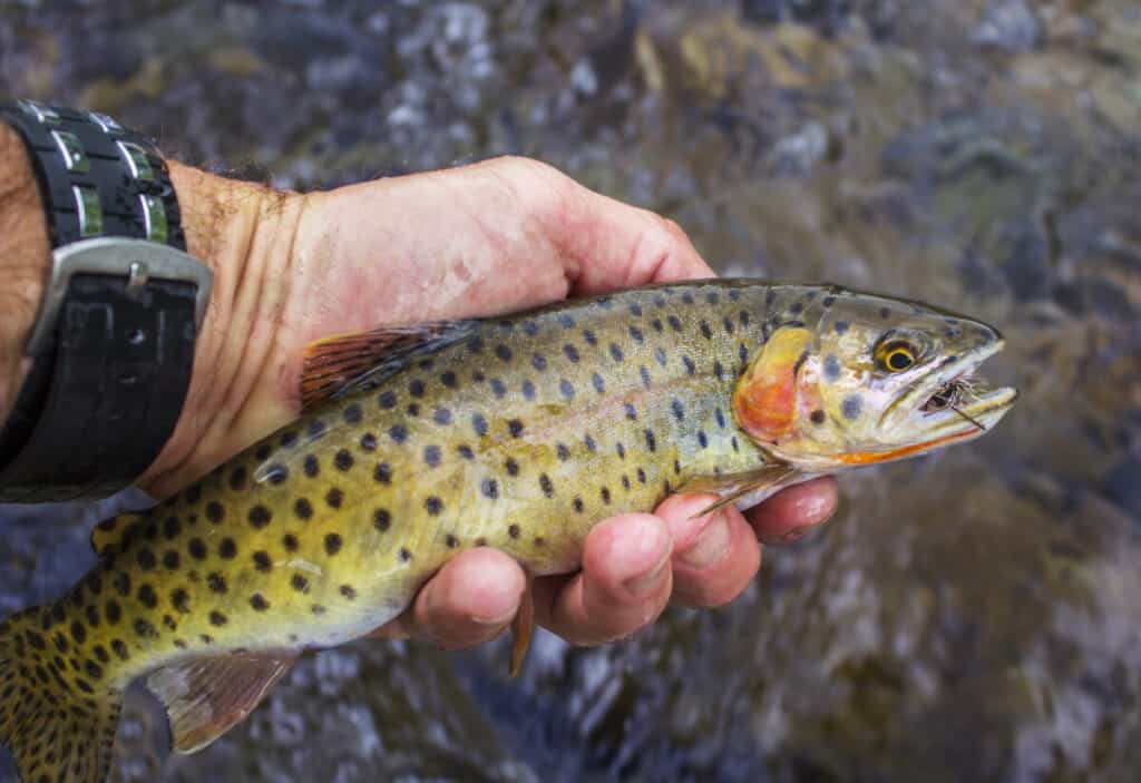 Colorful Colorado Cutthroat Trout Caught and released Fly Fishing on smal stream near Telluride, Colorado