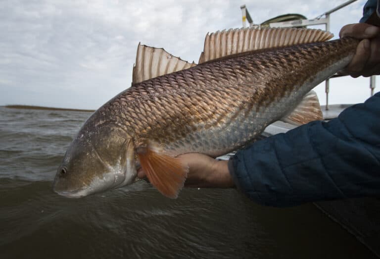 Florida Tides: When Redfish Bite Best