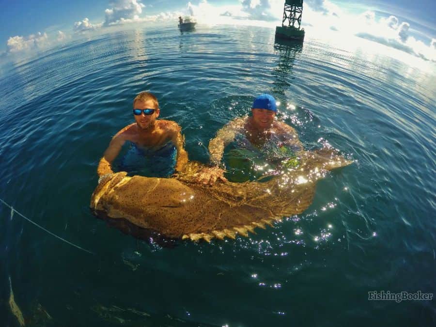 two men swimming with big grouper