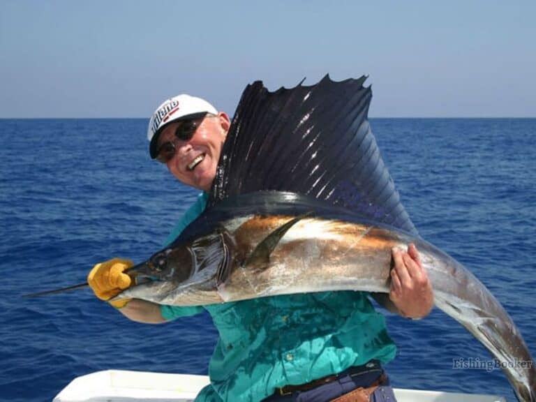 Best Times & Seasons to Catch Sailfish in the Florida Keys