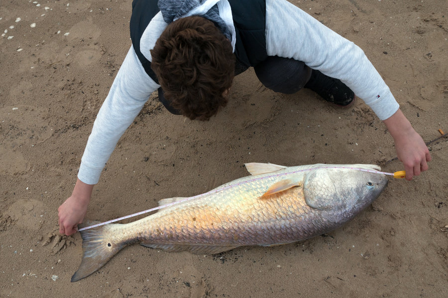 redfish being measured on the beach