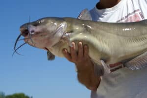 Best Water Temperatures For Catching Catfish (easy Guide) - Freshwater 