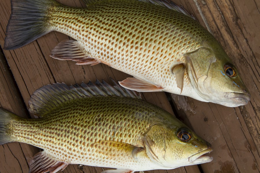mangrove snappers on a dock