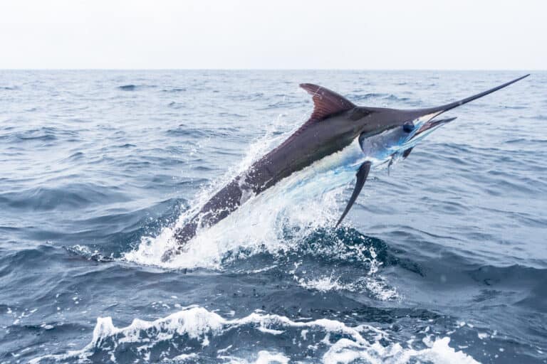 Best Times & Seasons to Fish the U.S. Virgin Islands