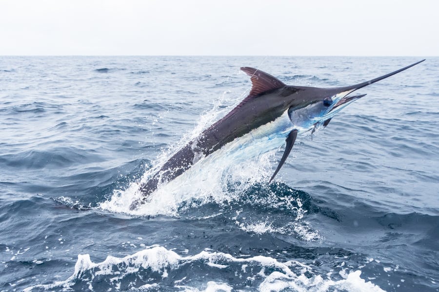 blue marlin caught by an angler