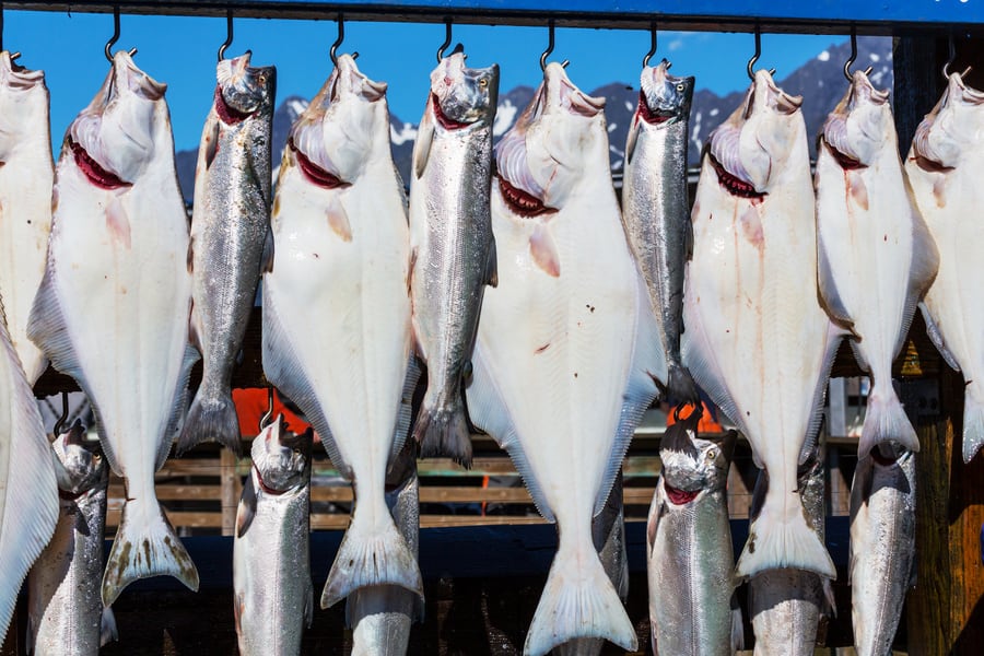 halibut and salmon hanging from dock hooks