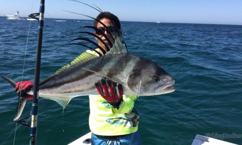 roosterfish caught by angler