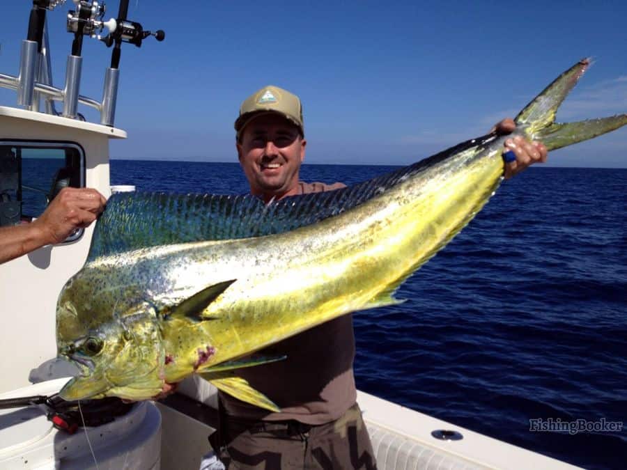 mahi mahi caught by angler