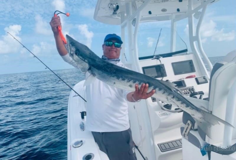 barracuda caught by an angler