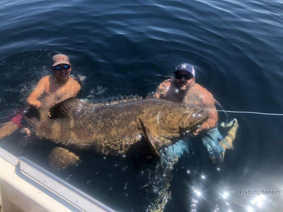 big grouper caught by anglers
