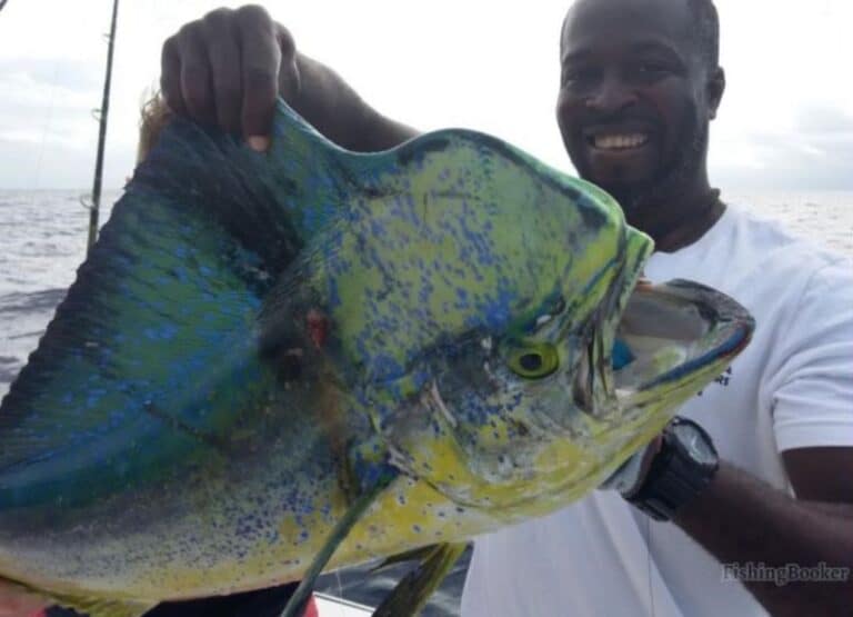 Best Times & Seasons to Fish Antigua & Barbuda (Full Guide)