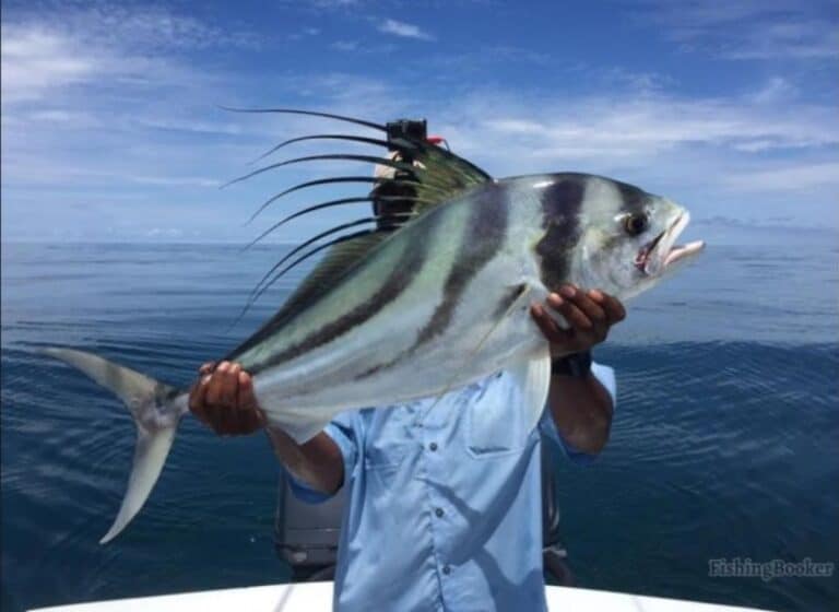 Best Times & Seasons to Catch Roosterfish in Costa Rica